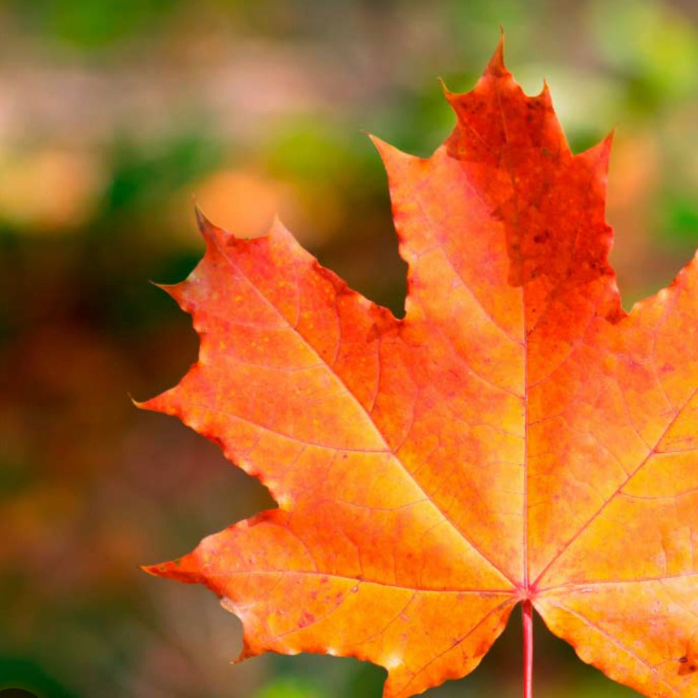 Autumn Breeze