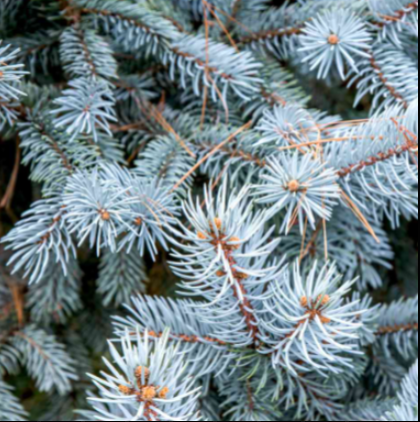 Blue Spruce