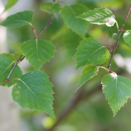 White Birch
