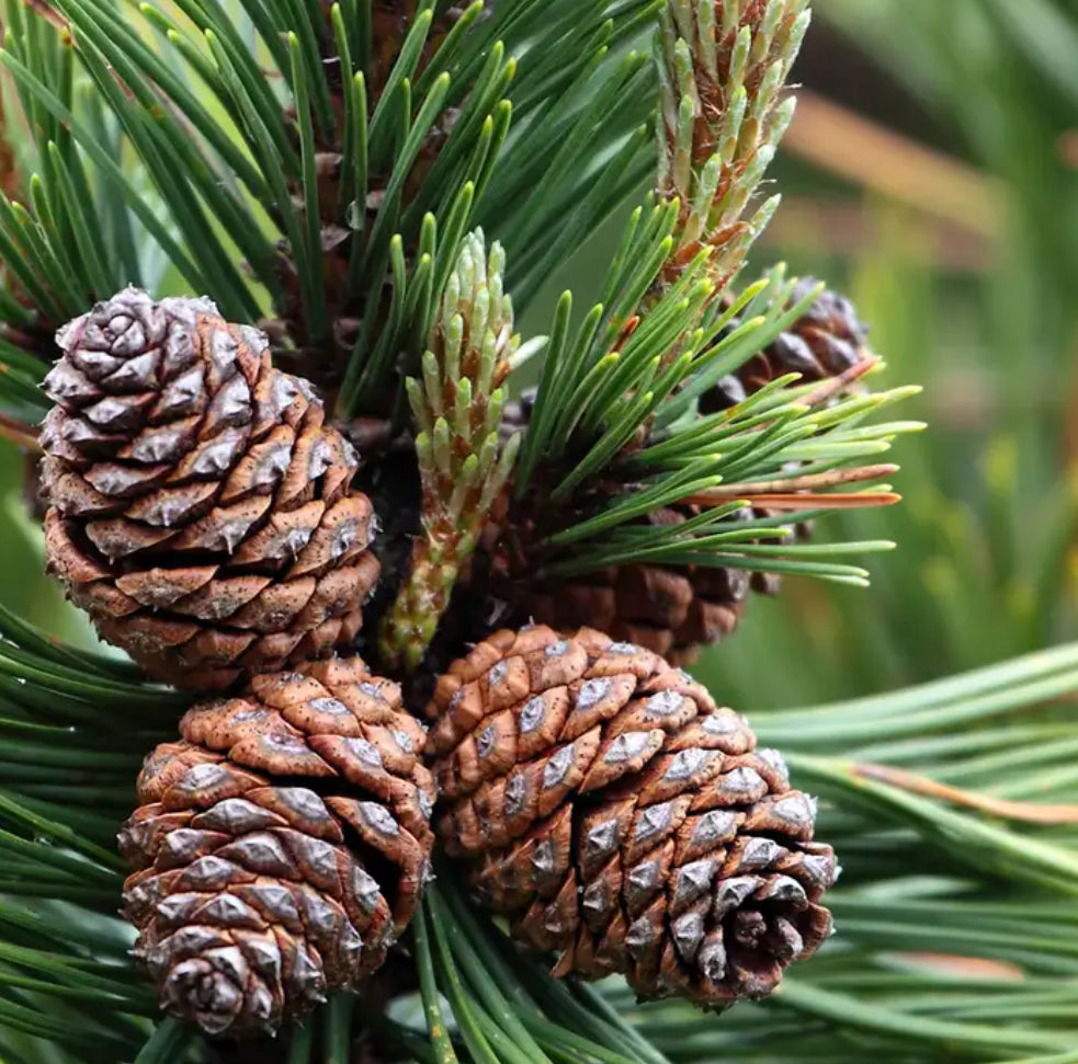 Blue Spruce