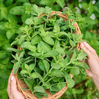 Garden Mint