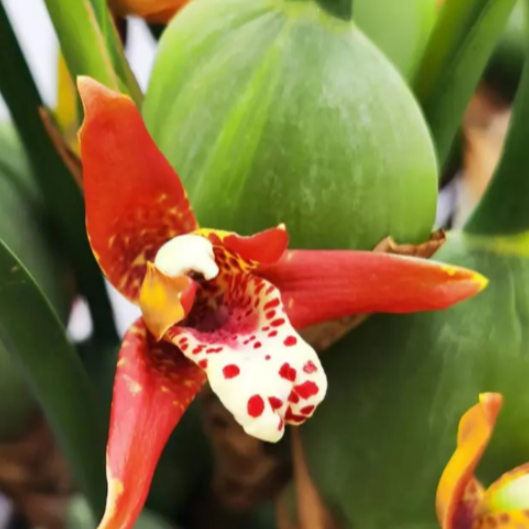 Vanilla Orchid