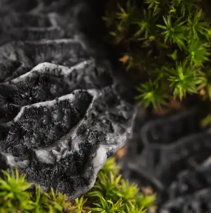 Black Coral and Moss