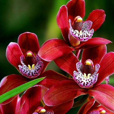 Sea Salt Orchid