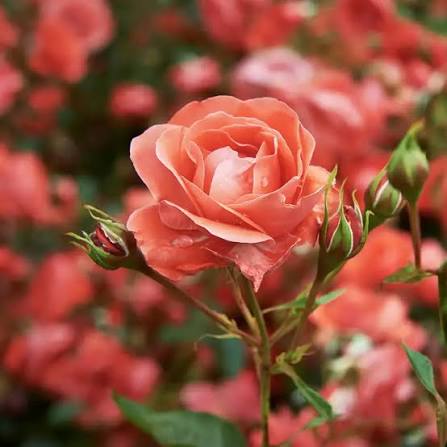Bohemian Roses